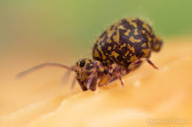 Attēlu rezultāti vaicājumam “Ptenothrix sp.”