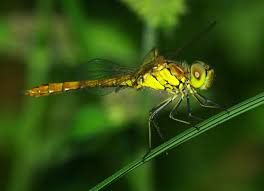 Attēlu rezultāti vaicājumam “Sympetrum vulgatum female”