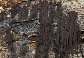 Attēlu rezultāti vaicājumam “Stemonaria irregularis”