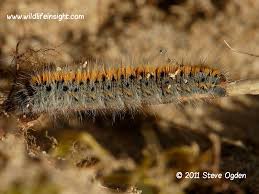 Attēlu rezultāti vaicājumam “Lasiocampa trifolii”