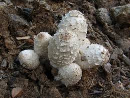 Image result for coprinus