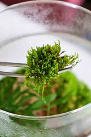 Attēlu rezultāti vaicājumam “Hypnum cupressiforme sporophyte”