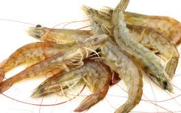 Attēlu rezultāti vaicājumam “Crangon crangon”