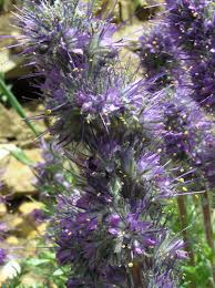 Image result for Phacelia
