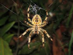 Attēlu rezultāti vaicājumam “Araneus diadematus”