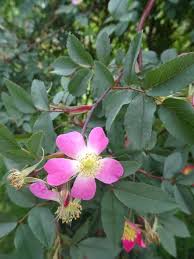 Attēlu rezultāti vaicājumam “Rosa glauca leaf”