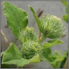 Attēlu rezultāti vaicājumam “Arctium nemorosum”