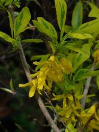Attēlu rezultāti vaicājumam “Forsythia viridissima flower”