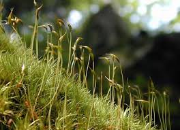 Attēlu rezultāti vaicājumam “Antitrichia curtipendula sporophyte”