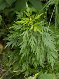 Attēlu rezultāti vaicājumam “Artemisia vulgaris leaf”