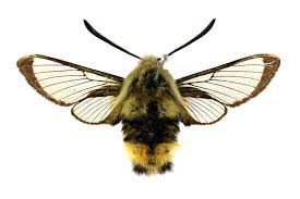 Attēlu rezultāti vaicājumam “Hemaris tityus”