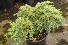 Attēlu rezultāti vaicājumam “Tsuga canadensis”