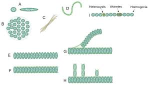 Attēlu rezultāti vaicājumam “Nostoc pruniforme macro”