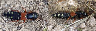 Attēlu rezultāti vaicājumam “Staphylinus erythropterus”