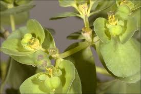 Attēlu rezultāti vaicājumam “Euphorbia helioscopia leaf”