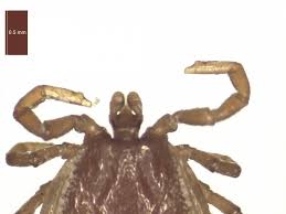 Attēlu rezultāti vaicājumam “Ixodes male”