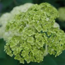 Attēlu rezultāti vaicājumam “Hydrangea arborescens subsp. discolor”