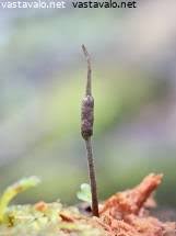 Attēlu rezultāti vaicājumam “Cordyceps stylophora”