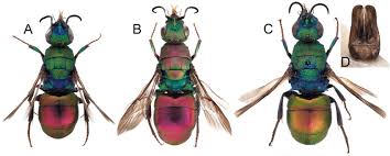 Attēlu rezultāti vaicājumam “Hedychrum sp.”