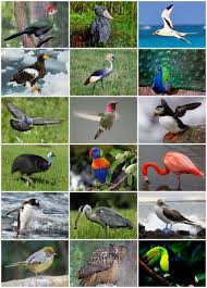 Image result for Bird
