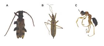 Attēlu rezultāti vaicājumam “Alloeotomus sp.”