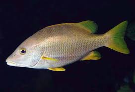 Image result for Lutjanus alexandrei