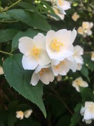 Attēlu rezultāti vaicājumam “Philadelphus coronarius flower”