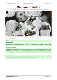 Attēlu rezultāti vaicājumam “Badhamia dubia”