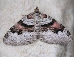 Attēlu rezultāti vaicājumam “Xanthorhoe designata”