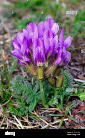 Attēlu rezultāti vaicājumam “Astragalus danicus leaf”