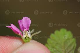 Attēlu rezultāti vaicājumam “Rubus saxatilis flower”