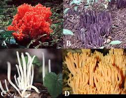 Attēlu rezultāti vaicājumam “Clavicorona pyxidata”