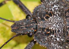 Attēlu rezultāti vaicājumam “Badhamia affinis”