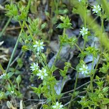 Attēlu rezultāti vaicājumam “Arenaria serpyllifolia flower”