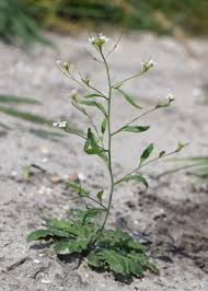 Attēlu rezultāti vaicājumam “Cardaminopsis arenosa”