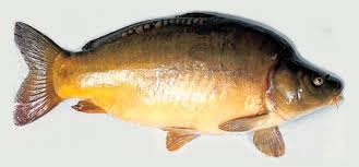 Image result for Carpiodes cyprinus