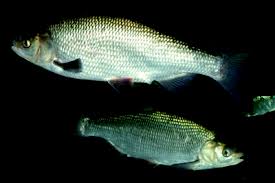 Attēlu rezultāti vaicājumam “Leptodictyum riparium sporophyte”