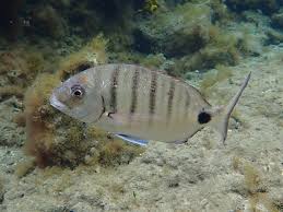 Image result for Diplodus cadenati