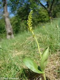 Attēlu rezultāti vaicājumam “Listera ovata flower”