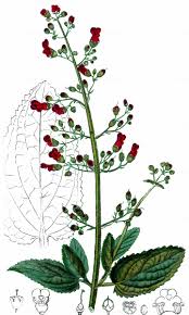 Attēlu rezultāti vaicājumam “Scrophularia umbrosa flower”