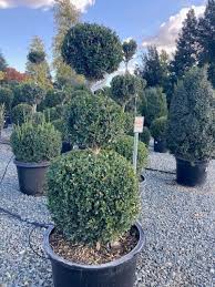 Attēlu rezultāti vaicājumam “Buxus sempervirens”
