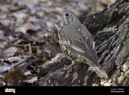 Attēlu rezultāti vaicājumam “Turdus viscivorus”
