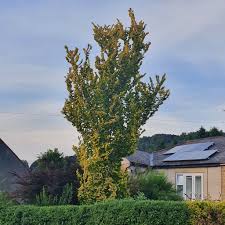 Attēlu rezultāti vaicājumam “Ulmus x hollandica”