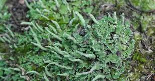 Attēlu rezultāti vaicājumam “Cladonia norvegica”
