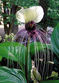 Image result for Tacca chantrieri