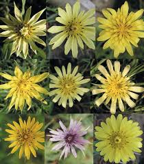 Attēlu rezultāti vaicājumam “Tragopogon pratensis subsp. pratensis leaf”