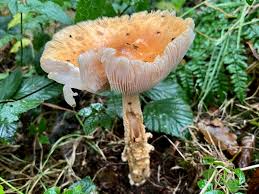 Attēlu rezultāti vaicājumam “Amanita crocea”