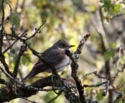 Attēlu rezultāti vaicājumam “Muscicapa striata adult”