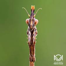 Attēlu rezultāti vaicājumam “Cribraria rubiginosa macro”