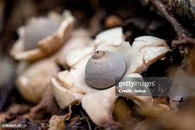 Attēlu rezultāti vaicājumam “Geastrum fimbriatum”